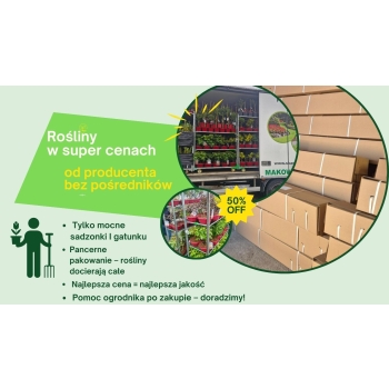 Grusza BONKRETA WILIAMSA  art 405D z doniczki